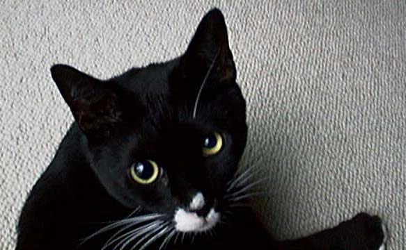 bill the cat -- handsome guy